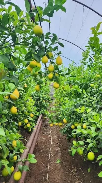 Ҳар хил ешдаги ва ўлчамдаги лимон кўчатлари сотилади. Жойидан… — 1