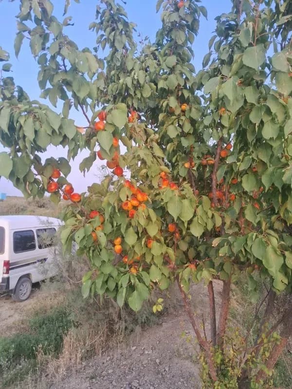 Assalomu alaykum bu ko‘chatlar zo'r va sifatli ekan raxma ishiga… — 2