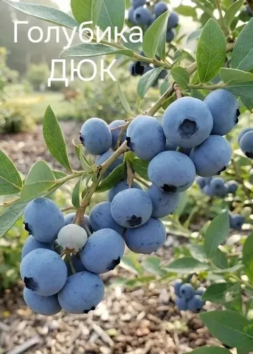 Голубикалар сотилади. Дюк навли энг серхосил хисобланади, мевага… — 1